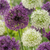 Zierlauch-Mischung Lila-Weiß – Allium – 15 Stück
