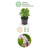 Zwerg-Rhododendron ‚Bloombux Magenta' – Rhododendron – Ansicht 4