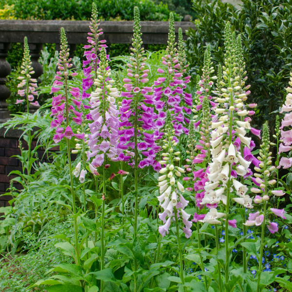 Roter Fingerhut – Digitalis purpurea – Ansicht 8