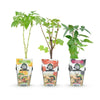 Fruitplanten - Tricolour - Rode Bes - Gele Framboos - Zwarte Braam- Winterhard - 3 Planten - Pot9cm