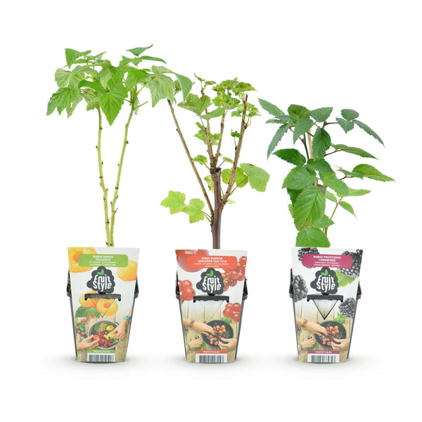 Fruitplanten - Tricolour - Rode Bes - Gele Framboos - Zwarte Braam- Winterhard - 3 Planten - Pot9cm