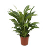 Einblatt ‚Torelli' – Spathiphyllum