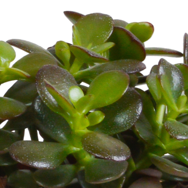 Sukkulenten-Set „Crassula-Mix“ – 3 Dickblatt-Pflanzen – Ansicht 10