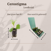 Hornnarbe – Ceratostigma – Ansicht 5