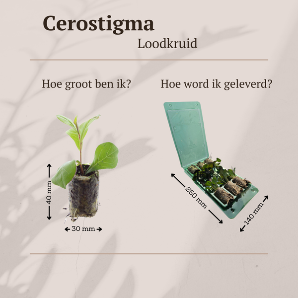 Hornnarbe – Ceratostigma – Ansicht 5