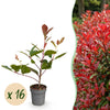Glanzmispel ‚Red Robin' – Photinia × fraseri – 16 Stück