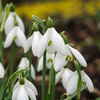 Großes Schneeglöckchen – Galanthus elwesii – 25 Stück
