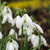 Großes Schneeglöckchen – Galanthus elwesii – 25 Stück