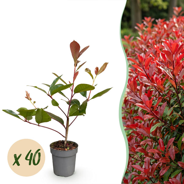Glanzmispel ‚Red Robin' – Photinia × fraseri