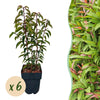 Portugiesischer Lorbeer ‚Angustifolia' – Prunus lusitanica