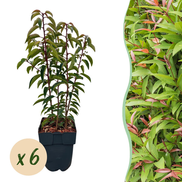 Portugiesischer Lorbeer ‚Angustifolia' – Prunus lusitanica