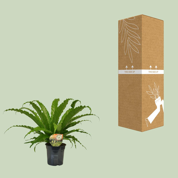 Nestfarn ‚Osaka' – Asplenium antiquum – Ansicht 3