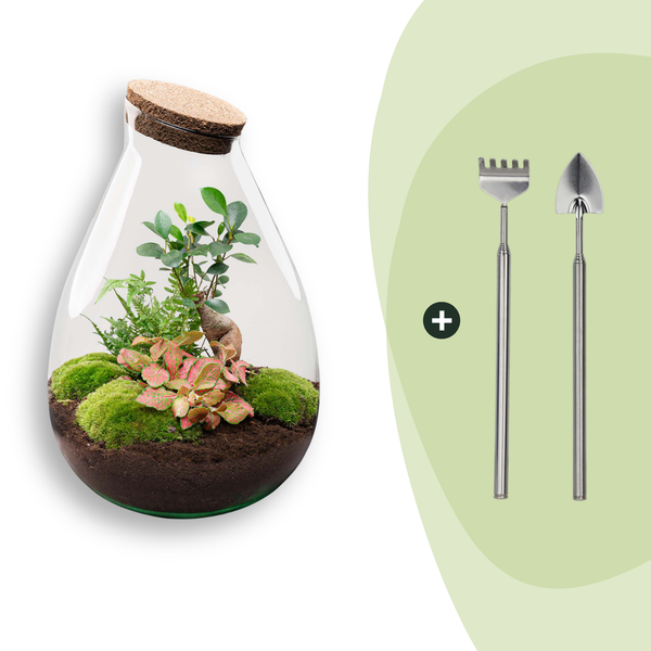 Flaschengarten-Set „Drop XL Bonsai" – DIY-Terrarium mit Bonsai