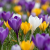 Krokus-Mischung – Crocus