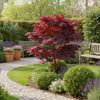 Fächerahorn ‚Atropurpureum' – Acer palmatum – Ansicht 5