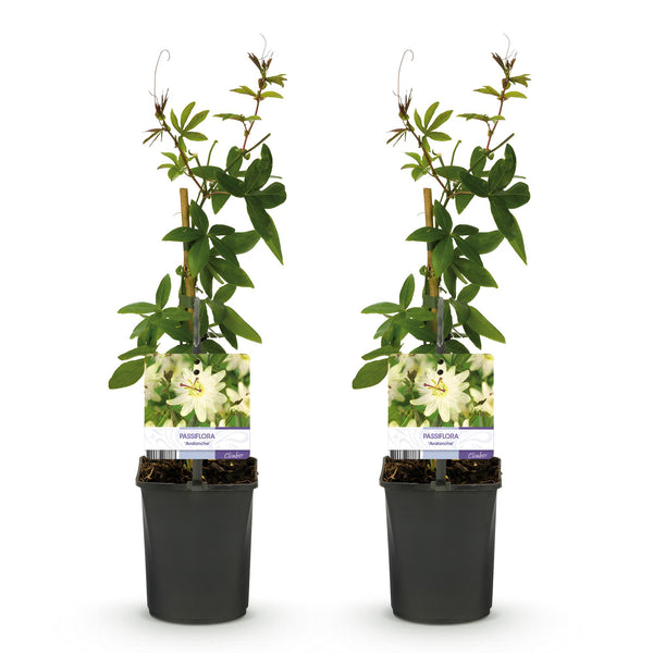 Passionsblume ‚Avalanche' – Passiflora – Ansicht 2