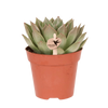 Echeveria ‚Miranda'