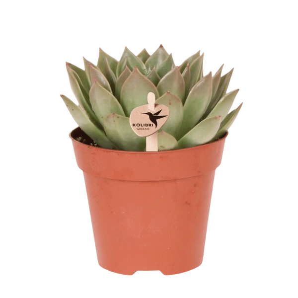 Echeveria ‚Miranda'