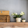 Schmetterlingsorchidee ‚Botanic' – Phalaenopsis – Ansicht 4