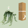 Efeu ‚Wonder Green' – Hedera helix – Ansicht 3