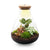 Flaschengarten-Set „Sam Calathea" – DIY-Terrarium mit Lampe und Calathea
