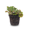 Mosaikpflanze ‚Bubble Red' – Fittonia albivenis