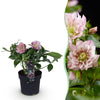 Lenzrose ‚Double Ellen Pink' – Helleborus orientalis – Rosa