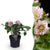 Lenzrose ‚Double Ellen Pink' – Helleborus orientalis – Rosa