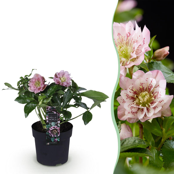 Lenzrose ‚Double Ellen Pink' – Helleborus orientalis – Rosa