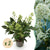 Skimmie ‚Finchy' – Skimmia japonica – Ø 10,5 cm · 25 cm, 2 Stück