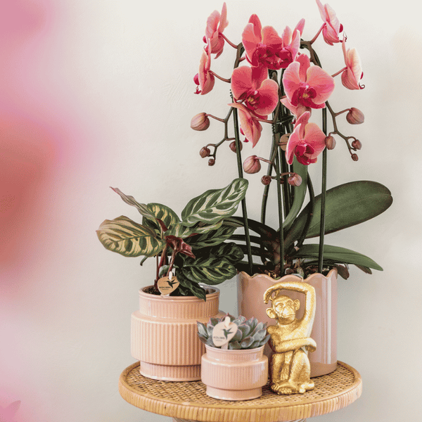 Schmetterlingsorchidee ‚Niagara Fall Narbonne' – Phalaenopsis – Ansicht 5