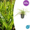 Japan-Segge ‚Aureovariegata' – Carex morrowii