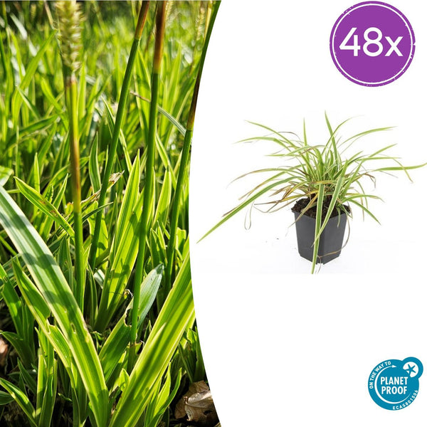 Japan-Segge ‚Aureovariegata' – Carex morrowii