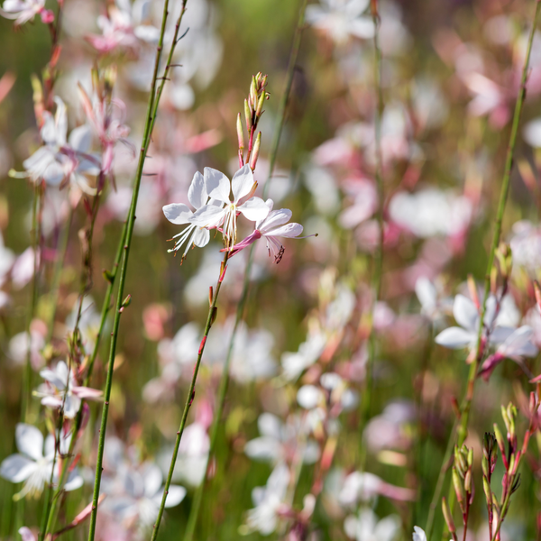 Prachtkerze ‚Whirling Butterflies' – Gaura lindheimeri – Ansicht 7