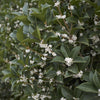 Burkwoods Duftblüte – Osmanthus burkwoodii – Ansicht 4
