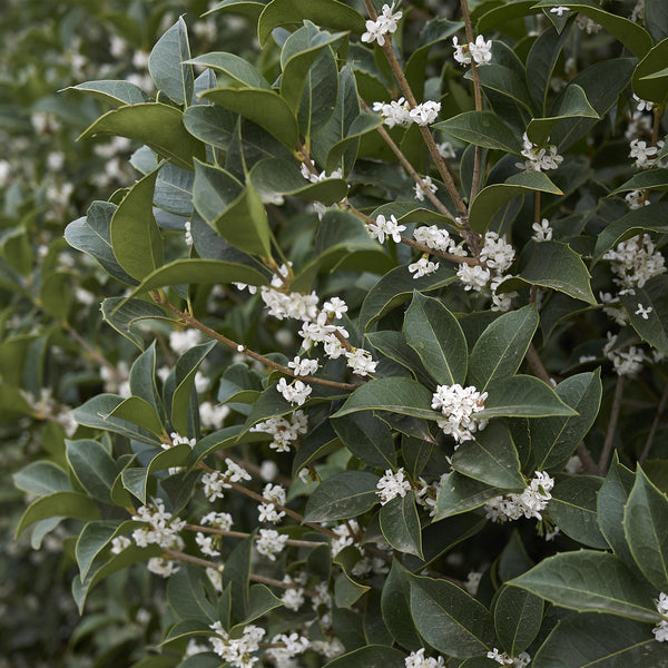 Burkwoods Duftblüte – Osmanthus burkwoodii – Ansicht 4