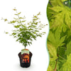 Fächerahorn ‚Orange Dream' – Acer palmatum