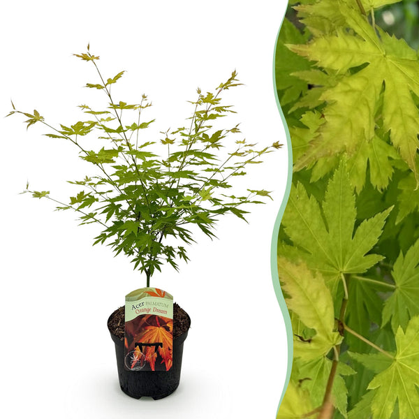 Fächerahorn ‚Orange Dream' – Acer palmatum