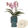 Schmetterlingsorchidee ‚Treviso' – Phalaenopsis