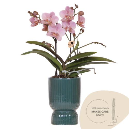 Schmetterlingsorchidee ‚Treviso' – Phalaenopsis