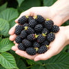 Dornlose Brombeere ‚Thornfree' – Rubus fruticosus – Ansicht 4