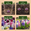 Hyazinthe Mischung – Hyacinthus orientalis – Ansicht 4