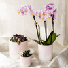 Orchideen-Set „Bloom Rosa" – Phalaenopsis mit Grünpflanze – Ansicht 6