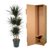 Drachenbaum ‚Magenta' – Dracaena marginata – Ansicht 3