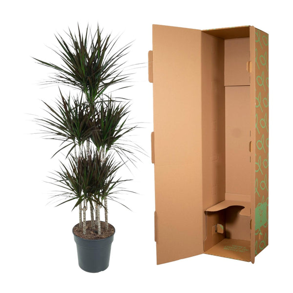 Drachenbaum ‚Magenta' – Dracaena marginata – Ansicht 3