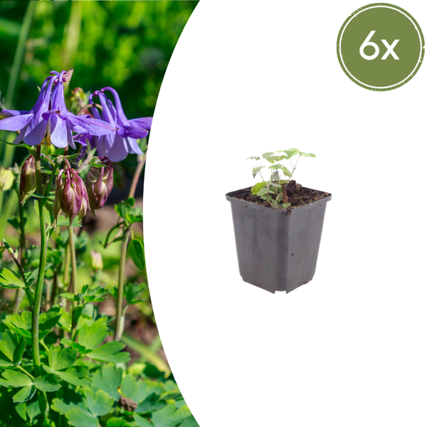 Akelei – Aquilegia vulgaris – 6 Stück