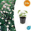 Herbst-Anemone ‚Robustissima' – Anemone tomentosa