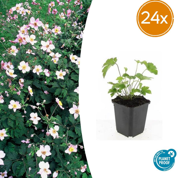 Herbst-Anemone ‚Robustissima' – Anemone tomentosa