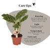 Calathea concinna ‚Freddie‘