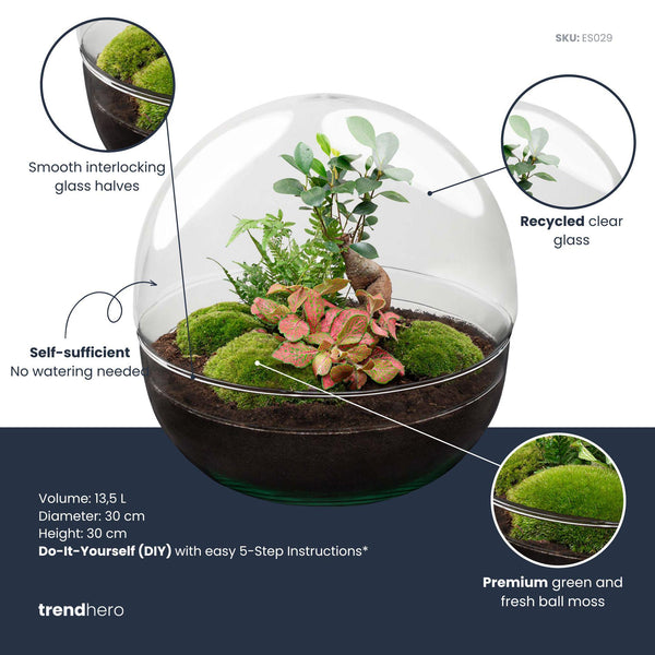 Flaschengarten-Set „Dome XL" – Ficus Ginseng Bonsai mit Werkzeug – Ansicht 3